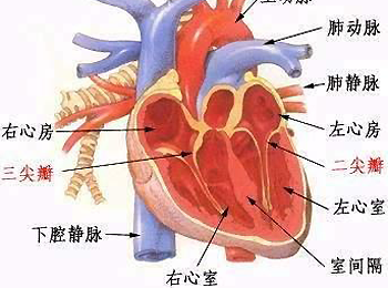 心臟.png